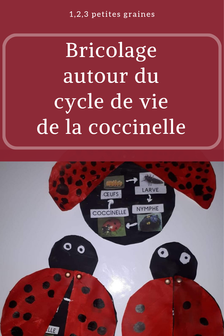 Activité autour du cycle de vie de la coccinelle - 1,2,3 petites graines